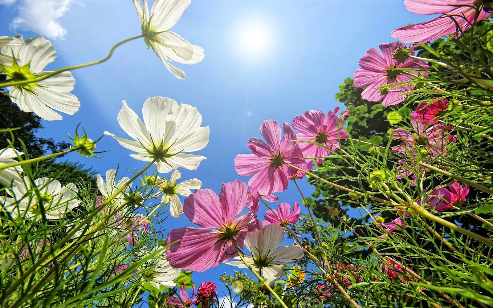 Foto bloemen blauwe lucht zon zomer