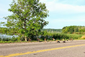 young geese resting in the road