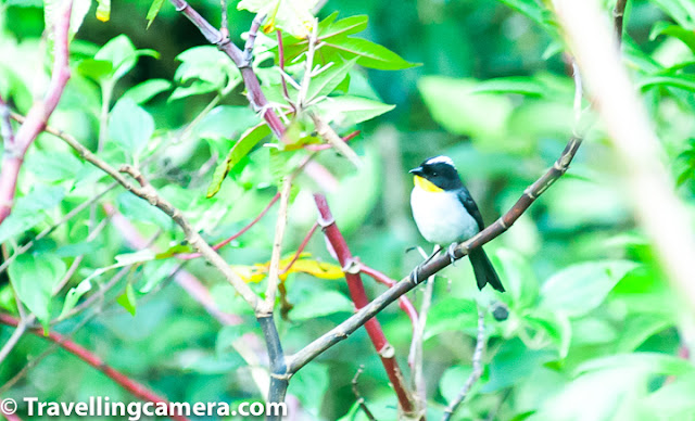 Continuing our encounter with the incredible birds of Costa Rica, in this third part of this series we are going to talk about some of the smaller birds we came across. These were smaller, but no less beautiful when compared with the Quetzals, Macaws, and Trogons. They are not as small as the hummingbirds, but are no less amazing. Hoffman's Woodpecker, Let's start first with the woodpeckers. Costa Rica has about 16 species of Woodpeckers, of which we saw three and were able to click just one. This also turned out to be the most common woodpecker to be spotted on Costa Rica - The Hoffman's Woodpecker. With its yellow nape and striped wings, this woodpecker is fairly easy to spot. We saw this woodpecker hard at work very close to our homestay in Monteverde. Rufous-Collared Sparrow, Sparrows, the next species we are going to talk about, are my personal favorite. In fact, back home in India, noisy and daring house sparrows are always welcome in my balcony. There are about 26 species of sparrows and finches in Costa Rica. We were fortunate to come across a few. The most remarkable was the Rufous-Collared Sparrow. This little bird has a white head with black stripes and a pronounced rufous stripe around the neck. Because of this striking coloration, these birds are easy to spot from a distance. Rufous-Collared Sparrow, These sparrows are found almost everywhere and aren't intimidated by human presence. It is as commonly sighted in suburban settings as in the urban ones, but is mostly missing from densely forested areas. They feed on seeds, fallen grain, insects, and spiders, and are friendly and versatile. Sooty Thrush, Coming to the thrushes, the Sooty Thrush was earlier known as the Sooty Robin. This bird has a brown body with a belly that is several shades lighter than the wings. It has orange beak, legs and a striking yellow or orange eye ring. With a length of about 25 cm, this is a medium-sized bird and is endemic to Costa Rica and Panama. It feeds on spiders and insects and also on small fruit. preferring to hop around in open areas, this bird is quite easy to spot in Costa Rica. Sooty Thrush, Sooty Thrush's relative, the Clay-Colored Thrush (locally known as yigüirro), is the national bird of Costa Rica. We did see this bird, but it was at a distance and we were not able to click it. The bird is slightly smaller than the Sooty Thrush and is unremarkable in appearance. This makes one wonder why a country which is as blessed as Costa Rica, when it comes gorgeous birds, would choose such a plain looking bird as its national symbol. Indeed, when it comes to prettiness, the clay-colored thrush looks plain when compared to the Resplendent Quetzal, Orange-bellied Trogon, or the Scarlet Macaw. What makes it special though is its beautiful song, which can be heard even in urban settings, at the start of the rainy season. Cape May Warbler, A Cape May Warbler was spotted foraging in the undergrowth near the crater of Irazu Volcano. This bird is a rare migrant in Costa Rica and if indeed I have identified the bird correctly then this is one of our most precious photographs from Costa Rica. If this is a Cape May Warbler then it is either a juvenile male or an adult female. The adult male has a striking green back, tiger-like stripes on the chest and a very prominent chestnut cheek patch. It feeds on caterpillars and is also known to sip nectar from flowers or even from hummingbird feeders. Blue-Gray Tanager, Speaking of Tanagers, we were lucky enough to spot three different varieties of these beautiful birds. The one that was easiest to spot was the blue-gray tanager, which we spotted on our way to Jaco beach and also in Monteverde. This bird is one of the prettiest we saw in Costa Rica. I especially loved its icy blue coloration. The bird is usually found in pairs or small flocks and feeds mainly on ripe fruit. However, it is also known to consume insects and nectar. Blue-Gray Tanager, These birds like to nest in semi-open areas and are usually not found in dense forests. They are known to live in parks, forest edges, on roadside trees, and along the rivers. This versatile bird is bold and does not hesitate in nesting close to human population. Spangle-Cheeked Tanager, A remarkable medium-sized bird, the spangle-cheeked tanager is a resident-breeder in Costa Rica. It is usually found in the highlands - at the edge of forests and in semi-open areas. It is usually found in pairs or even in mixed-family feeding flocks. It has dark head, throat, and upperparts. There is a blue-scaling on the breast and wings and tail has blue edging. Its belly is mostly rufous. It feeds on small fruit and also on insects and spiders. Both male and female are quite similar but the blue scaling in males is more pronounced that that in the females. Sooty-capped Bush Tanager, Another resident breeder in Costa Rica, the Sooty-Capped Bush Tanager has a gray head and yellow or olive upperparts and body. The belly is mostly white. Like the Blue-Gray Tanager and the Spangle-cheeked tanager, the sooty-capped bush tanager also likes to live in clearings close to the forests. They are found in mossy mountain forests and likes to feed on small fruit, insects, and spiders. They are often found in small groups or in mixed-species feeding flocks. Tropical Kingbird, The Tropical Kingbird is a kind of tyrant flycatcher that can often be found perched on tree tops and electric cables watching out for possible prey. Once it spots a tasty-looking insect, the kingbird executes stupendous acrobatics to catch the unsuspecting insect. The bird has gray head with a dark eye mask. Its wings and forked tail are brown. Fiercely territorial in nature, the Tropical Kingbird is known for valiantly defending its territory against much larger intruders, such as toucans. Blue-and-white Swallow, The Blue-and-White Swallow can often be seen perched on electric cables. Often seen in small groups, the bird survives mostly on a diet of insects that it catches mid-air. The birds can be seen flying at high speeds and taking sharp turns to catch insects. The bird is identifiable because of its dark blue upperparts, a white neck and belly, and a forked tail. This is one species that has benefited because of deforestation, as it has led to an increase in the suitable habitat. Orange-fronted Parakeet, We spotted orange-fronted parakeets in Monteverde town. This was a large flock with close to 50 birds. This is not surprising because these parakeets are known to stay in large flocks, some as large as 100 birds. These parakeets are easily recognizable because of its blue crown, blue wings and a blue tail tip. It has an orange forehead and a bright yellow ring around the eye. The bird feeds on seeds, flowers, and fruits. Though the bird is not yet endangered, its numbers have gone down because of illegal pet trade. Great Kiskadees having a discussion mid-air, Boisterous and fearless, the Great Kiskadee is a tyrant flycatcher and can easily be spotted in various parts of Costa Rica. We saw it near Irazu Volcano and also in Monteverde. This is a large flycatcher, but is easily confused with lookalikes such as the social flycatcher and the boat-billed flycatcher. It is distinguishable because of a hint of red in its wings. Great Kiskadee, The Great Kiskadee is so named because of its call, which goes "Kis-ka-dee", and is at times abbreviated to "Kis-ka". The birds are almost never silent, so if they are around, you are unlikely to miss them. Though the Great Kiskadee is a flycatcher, it feeds on a variety of food - insects, rodents, fruits. These birds are monogamous and territorial. White-naped Brush Finch, The last bird we will talk about in this post is the white-naped brush finch. The finch is identifiable by the yellow patch on its throat and a white line in the middle of its head. Its belly is gray or white and in some subspecies, it may also be yellow. It forages on the ground, in the undergrowth, and is often seen in small family groups. We will talk about a few more birds we came across in Costa Rica in the last post in this series. Stay tuned.