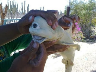 Mysterious Creature Albino Fetal Shark