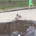 У Харкові помітили плаваючих в калюжі качок (Відео)
