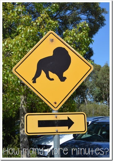 How Many More Minute? ~ Werribee Zoo