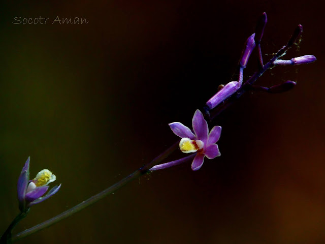 Lecanorchis japonica