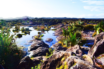 Plantas relieve  Roraima