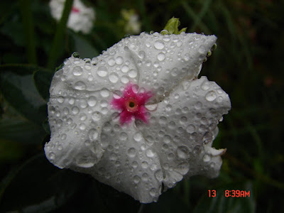 small white flower with water droplets macro photo taken with Sony DSC-H1 camera