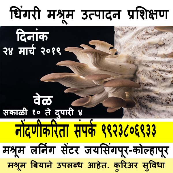 Mushroom Cultivation Training at Mushroom Learning Center Kolhapur