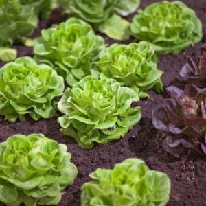 Lettuce Garden