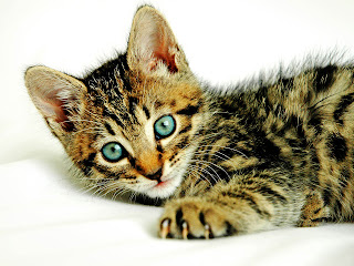 Kat met blauwe ogen