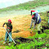 Registran más de 50% haitianos agro