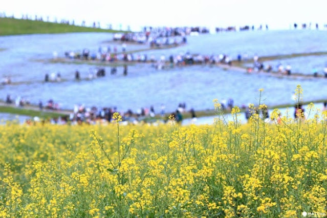 Hitachi Seaside Park Jepang