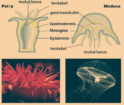 Tubuh Medusa dan Polip