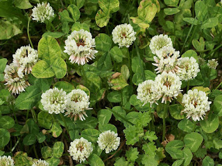 Trèfle blanc - Trèfle rampant - Trèfle de Hollande - Trifolium repens