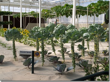 Amazng new ways to grow vegetables.Brussel Sprouts.
