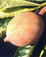Jenipapo (Genipa americana) | Fruto do Jenipapeiro 