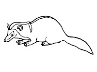 Badger Coloring Pages