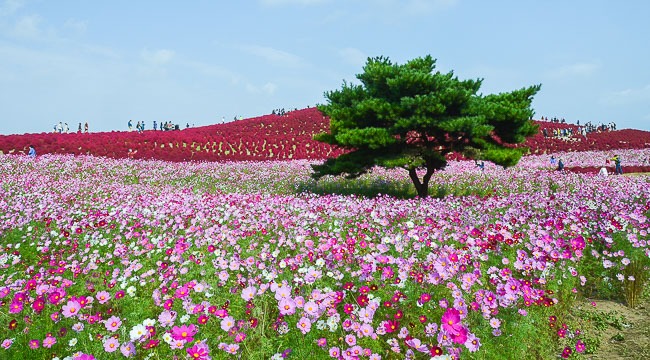 Hitachi Seaside Park, Taman dengan Jutaan Bunga