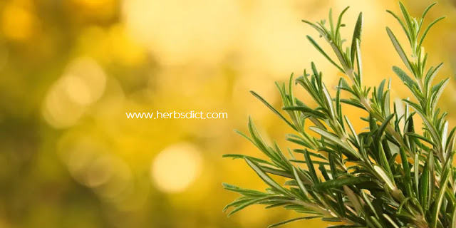 www.herbsdict.com
