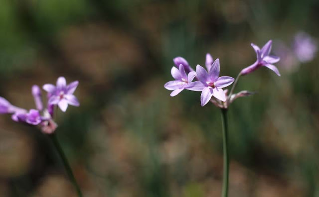 Society Garlic Flowers Pictures