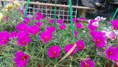 moss rose alias krokot koleksi  Perawatan Moss Rose Alias Krokot Agar Rajin Berbunga