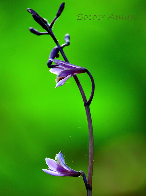 Lecanorchis japonica