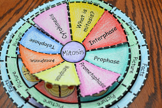 Mitosis foldable