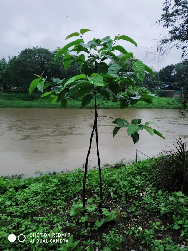 कर्जतच्या उल्हास नदीची निर्मलता! (Cleansing Ulhas River at Karjat)