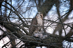 Young hawk defiantly looks at Amelia.