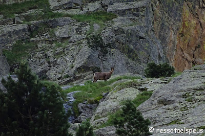 El Balandrau per les gorges del Freser