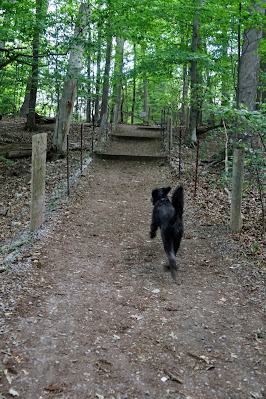 Dog racing up a hill in Sherwood Park Off-Leash Paradise