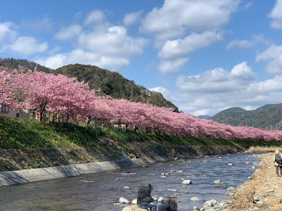 河津川と河津桜