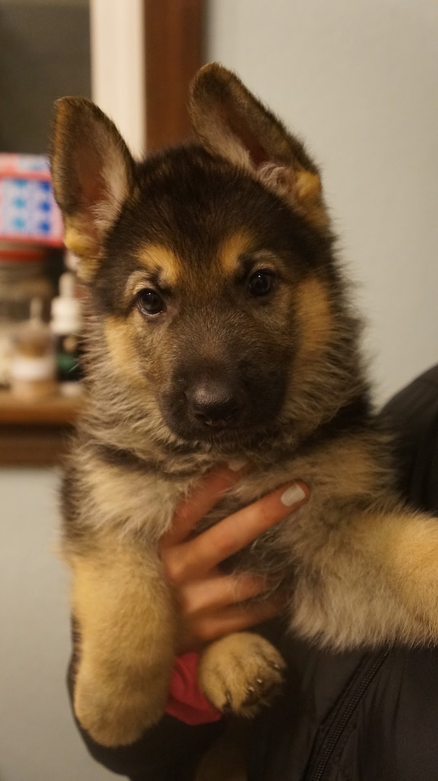 Akc German Shepherd Puppies North Idaho Coeur D Alene Post Falls Area 7 Weeks Old Almost Ready To Go Today Males And Female Puppies Black Tan R