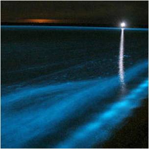 Stay In Touch With Collier County's Sea Grant Extension Program: Things  that Glow in the Water at Night