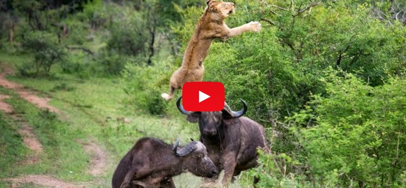 wild buffaloes and lion attack