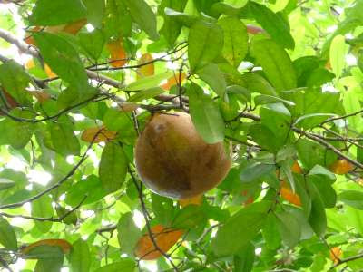 Mangrove cannonball tree (Xylocarpus granatum)