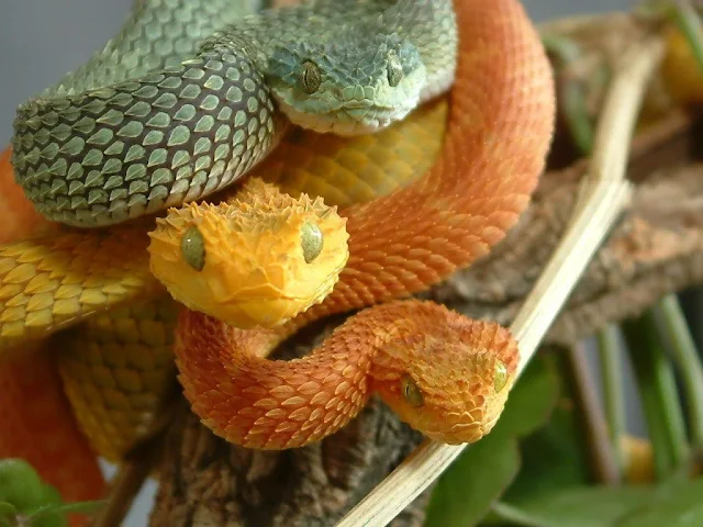 rắn Pit viper vàng cực độc