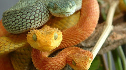 Loài rắn Pit viper có nhiều màu cực độc