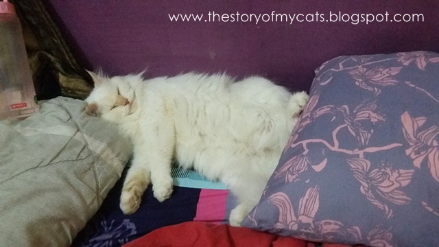 cat sleep on bed - kucing tidur di kasur