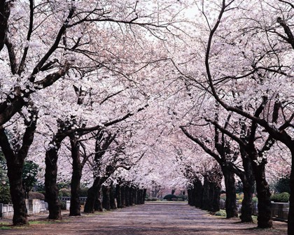 Japanese Cherry Blossoms via
