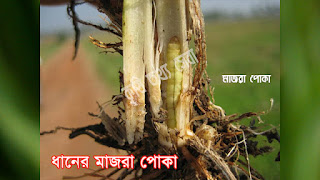 Rice Pest and Disease Management (ধানের পোকা-মাকড় ও রোগ-বালাই দমন)