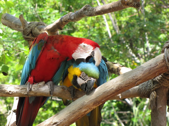 Pictures Of Macaws Birds