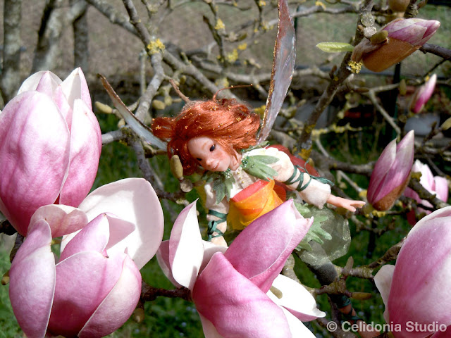 magnolia fairy