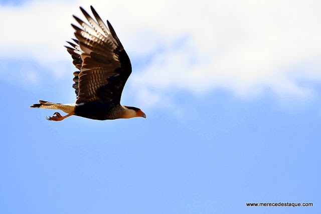 A foto do dia - Caracará