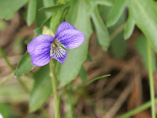 Violette palmée - Viola palmata - Violette à feuilles palmées 