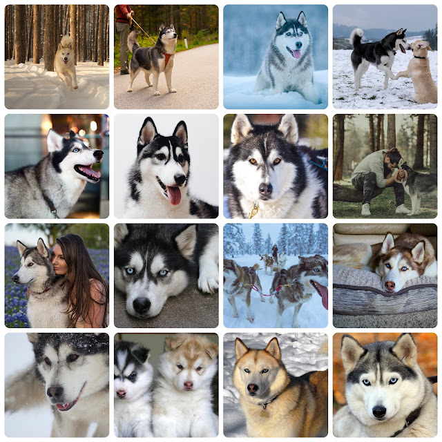 Download 20+ Husky HD Wallpapers