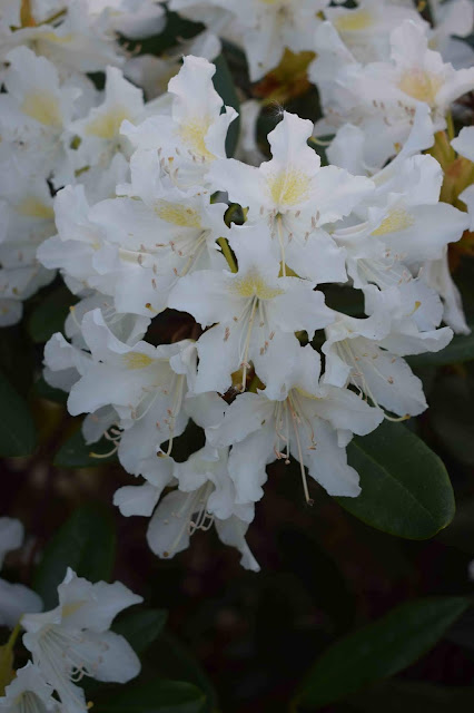 Rhododendron 'Cummingham´s White'