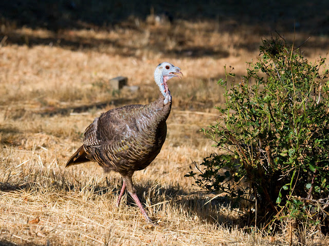 Wild Turkey