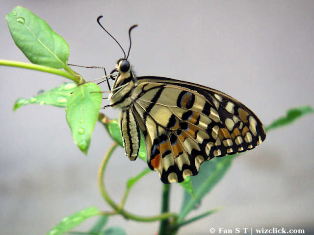 Chequered swallowtail or lime butterfly