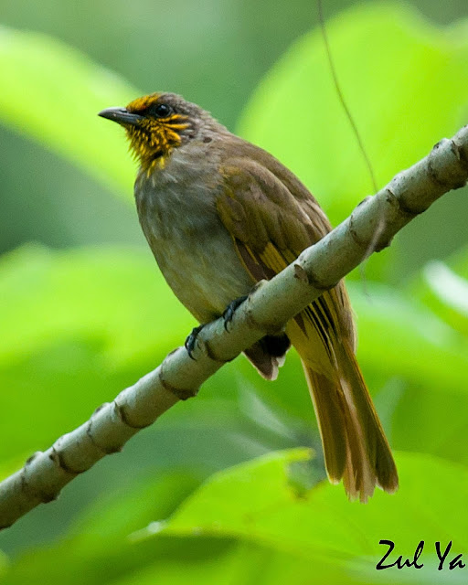  Zul  Ya Birds of Peninsular Malaysia The Bulbul s 