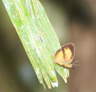 Eliot's Bush Brown (Mycalesis patiana)