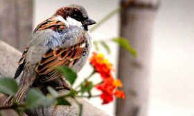 nice-sparrow-looking-surprisingly-images